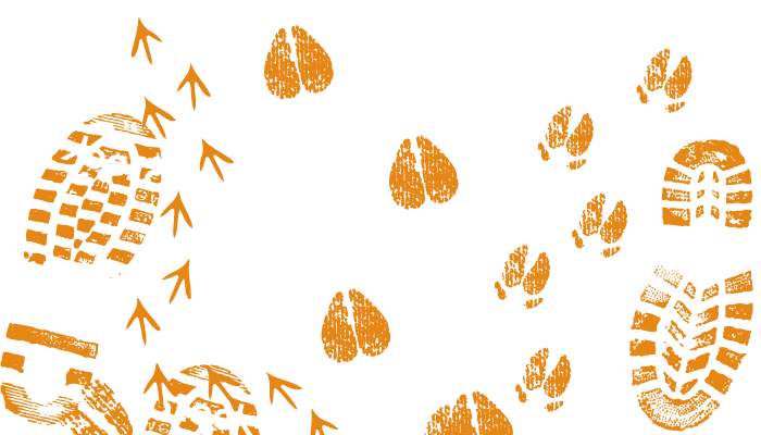 Tapis Illustration